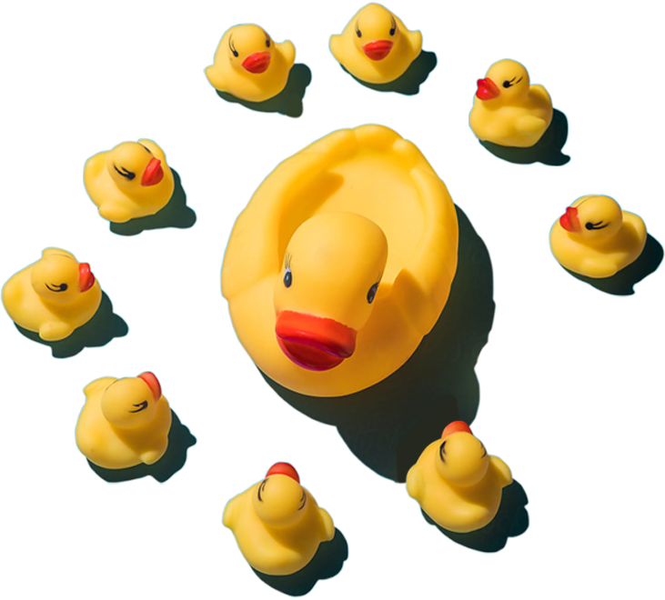 Ducks