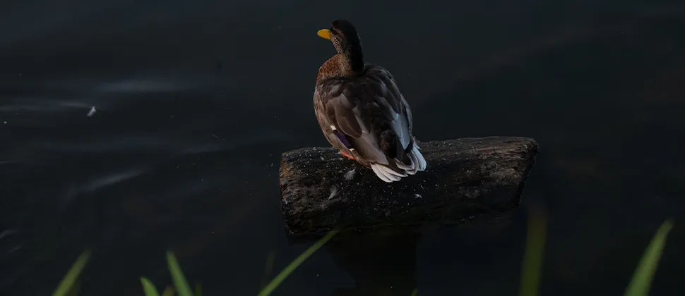 A duck sat on a log on Backwell Lake