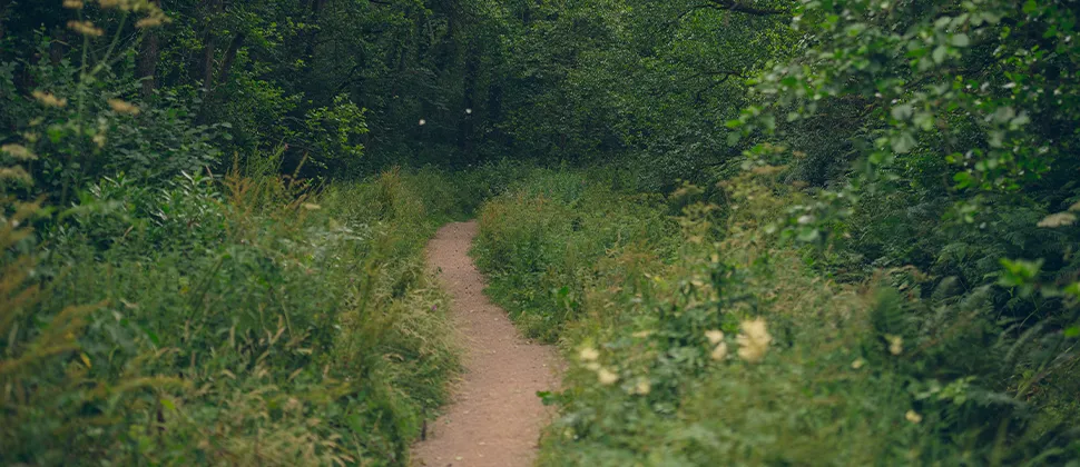 Footpath at Otterhead surrounded by greenery