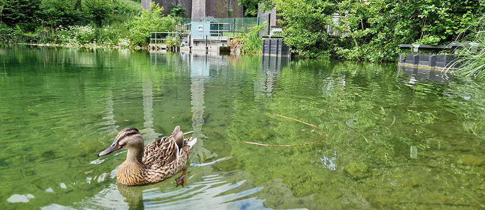 Duck Swimming At Tucking Mill